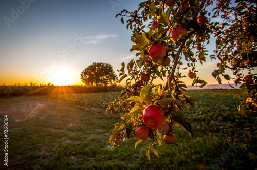 Reife Äpfel in der Abendsonne