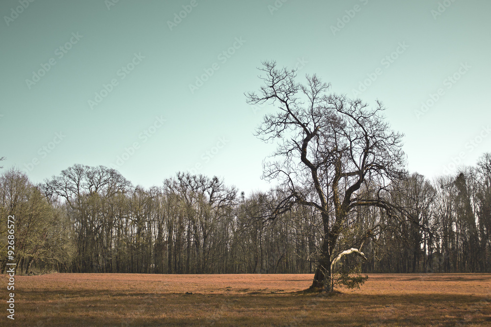 Fototapeta premium Park maksimir in zagreb croatia