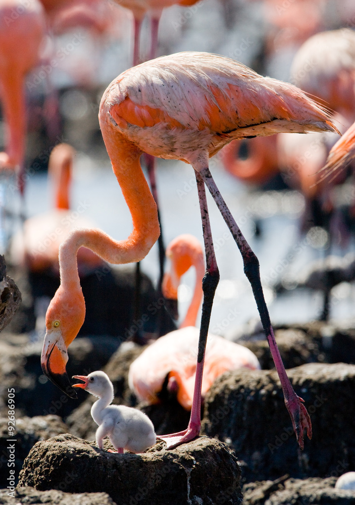 Naklejka premium Caribbean flamingo on a nest with chicks. Cuba. An excellent illustration.