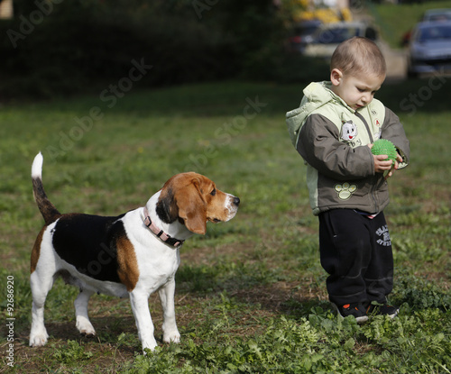 Little boy playing with the dog beagle
