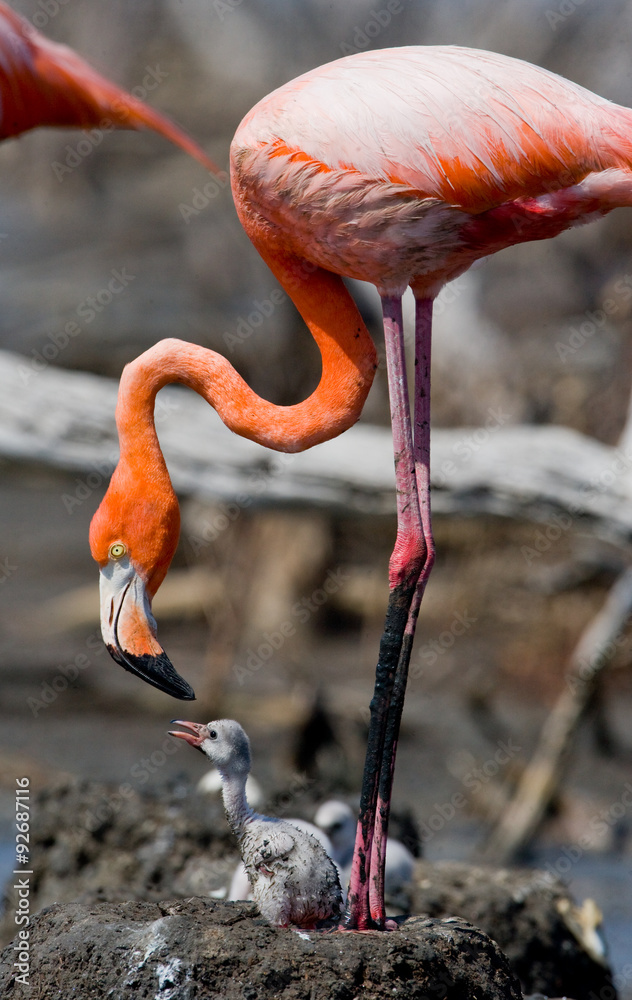 Fototapeta premium Caribbean flamingo on a nest with chicks. Cuba. An excellent illustration.