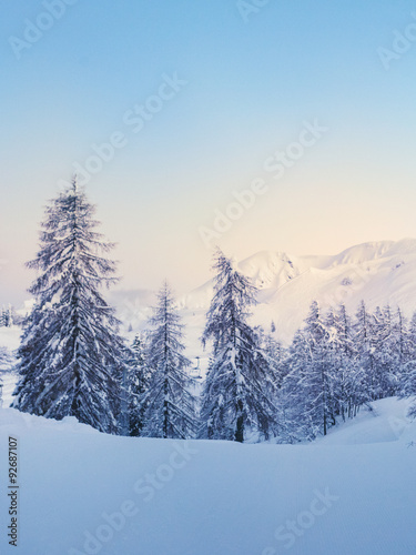 Winter forest in Julian Alps mountains © Kavita