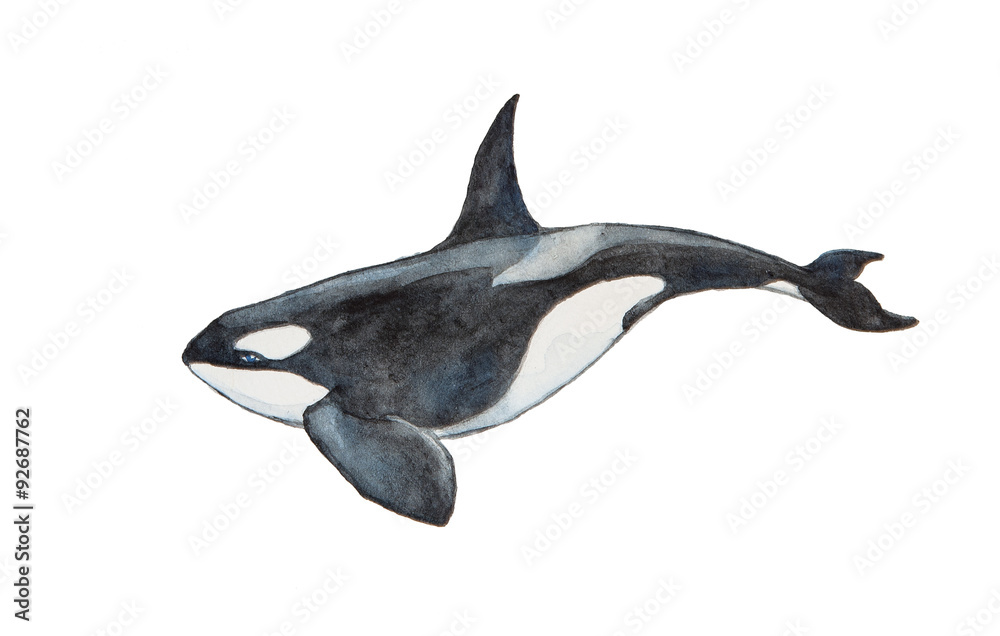 Fototapeta premium Watercolor killer whale
