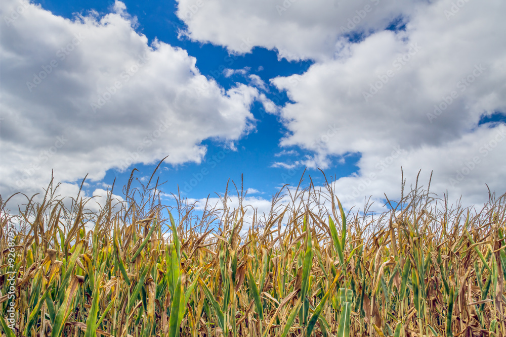 Corn and Clouds
