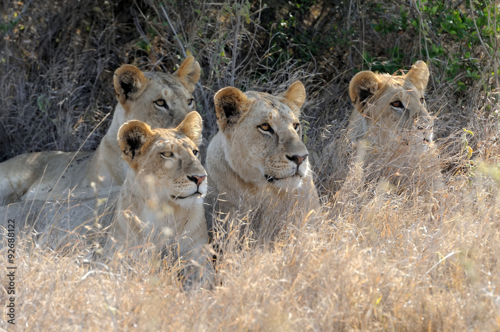Lion Lion