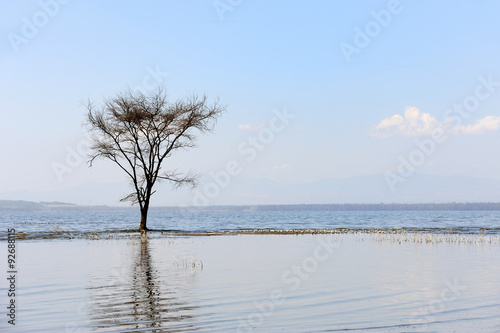 Dry trees in lake