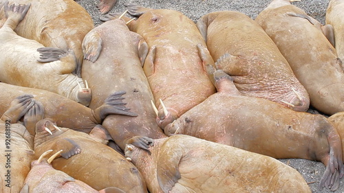 Well it must be so sweet to sleep! Huge walrus asleep on each other among beach
 photo