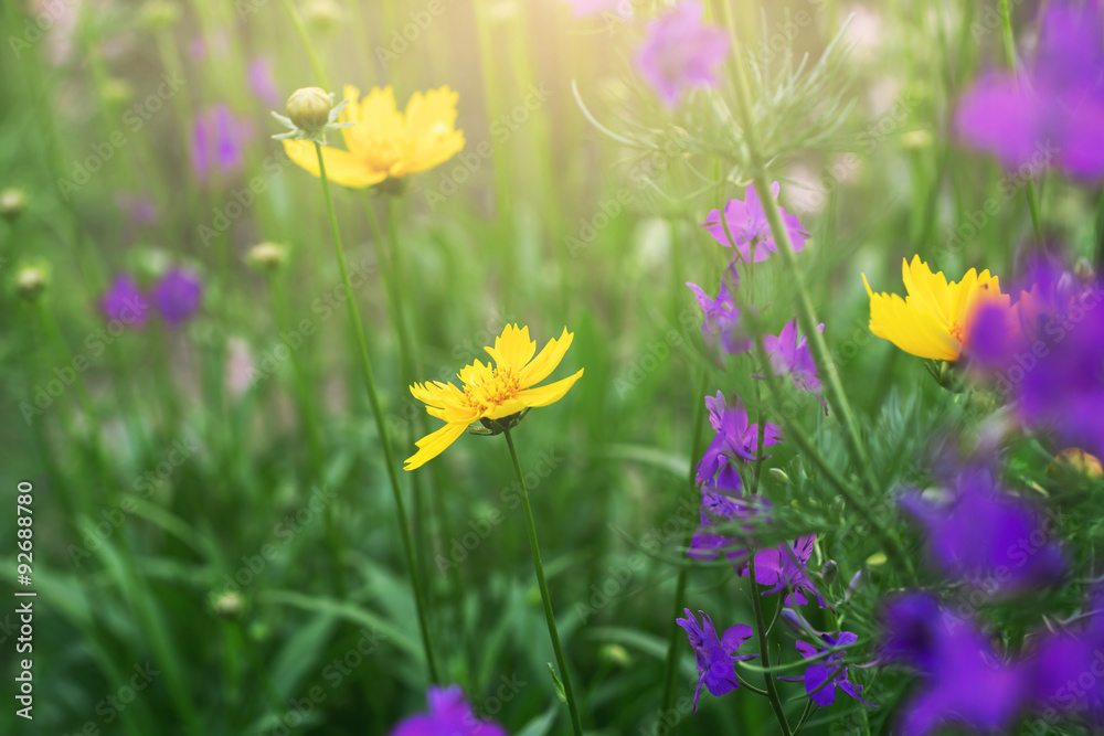 Fototapeta premium blooming coreopsis flowers in a meadow