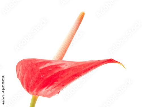 Fototapeta Naklejka Na Ścianę i Meble -  anthurium