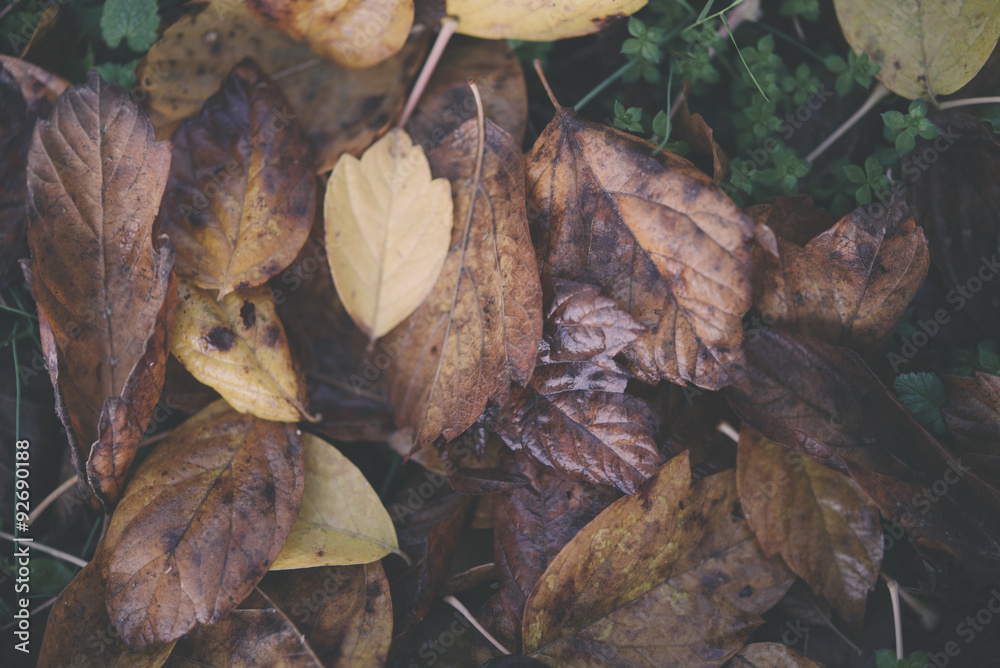 Background group autumn orange leaves. Outdoo Background group autumn orange leaves. Outdoo