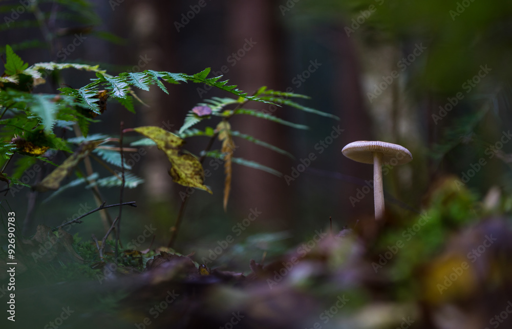 Naklejka premium Fungi 47