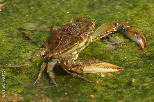 Blue crab, Callinectes sapidus