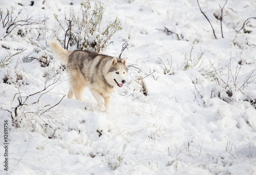 Close up image of Siberian husky playing in the snow in south africa © Dewald