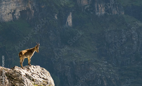 Fotografija Cabra Hispánica, parque natural Sierras de Cazorla, Segura y Las Villas