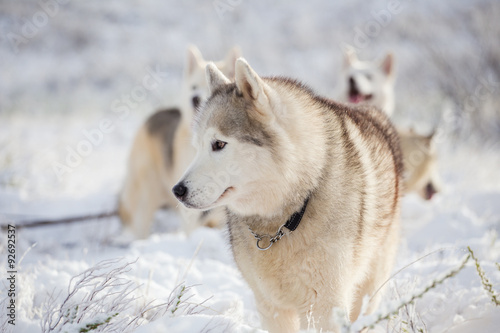 Close up image of Siberian husky playing in the snow in south africa