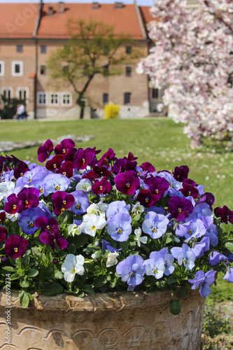 Wallpaper Mural Ceramic pot with pansy flowers Torontodigital.ca
