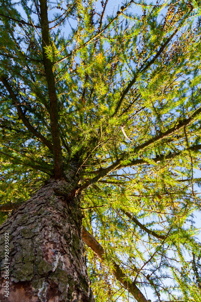 Tree Perspective from the Ground