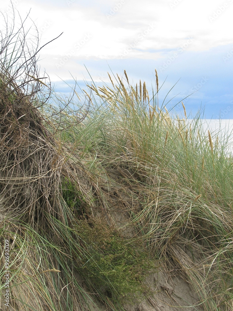 Fototapeta premium Natural dune grass landscape at Skrea Strand on a sunny day with dark clouds in Falkenberg, Sweden.