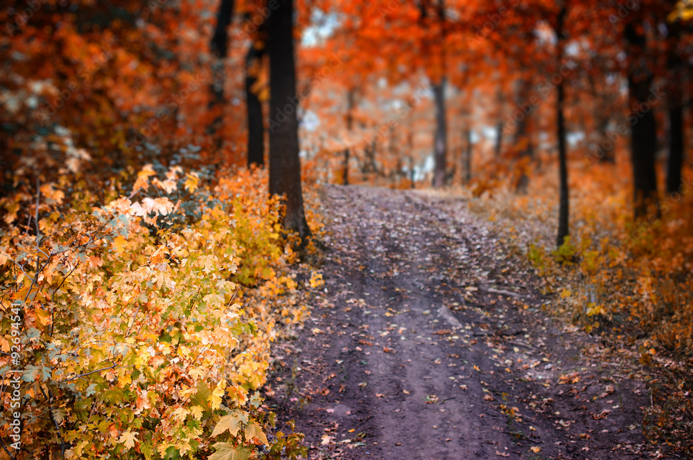 Autumn Trees and Leaves, foggy forest in Sunlight Rays. Autumn Trees and Leaves, foggy forest in Sunlight Rays.