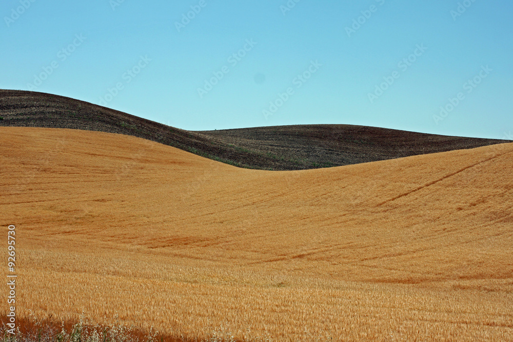 Fototapeta premium Golden Rolling Farm Fields