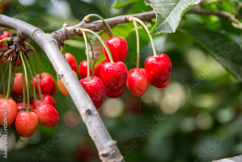 Picking Cherry at Odem photo