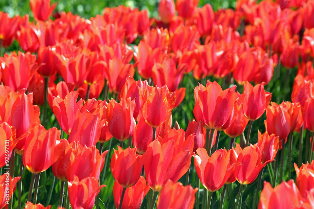 Closeup of a Field of Orange Tulips Closeup of a Field of Orange Tulips