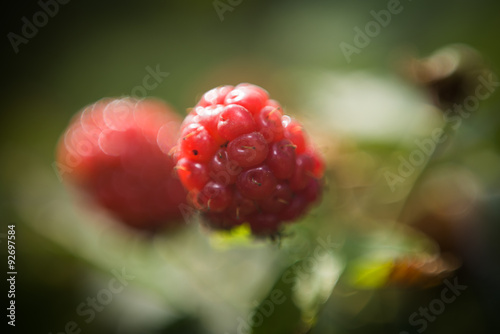 Raspberry picking at Gedera