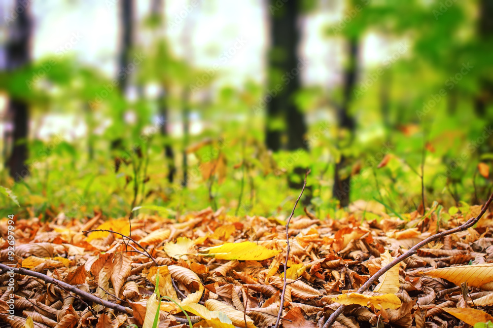Blurred Fall Abstract autumnal background with colorful leaves.