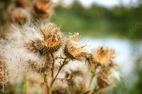 Abstract natural background with the wild flowers.