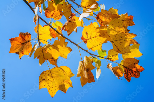 Autumn leaves in the blue sky photo