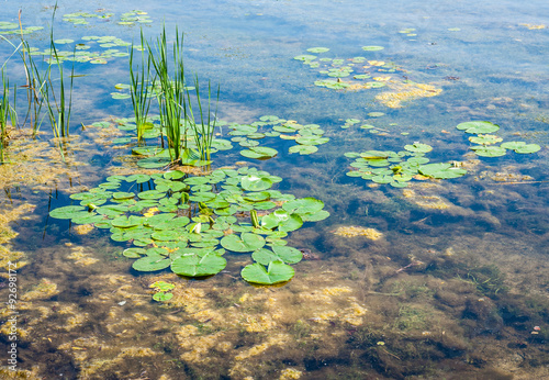 Bild auf Leinwand Shallow pond with algae and lily pads