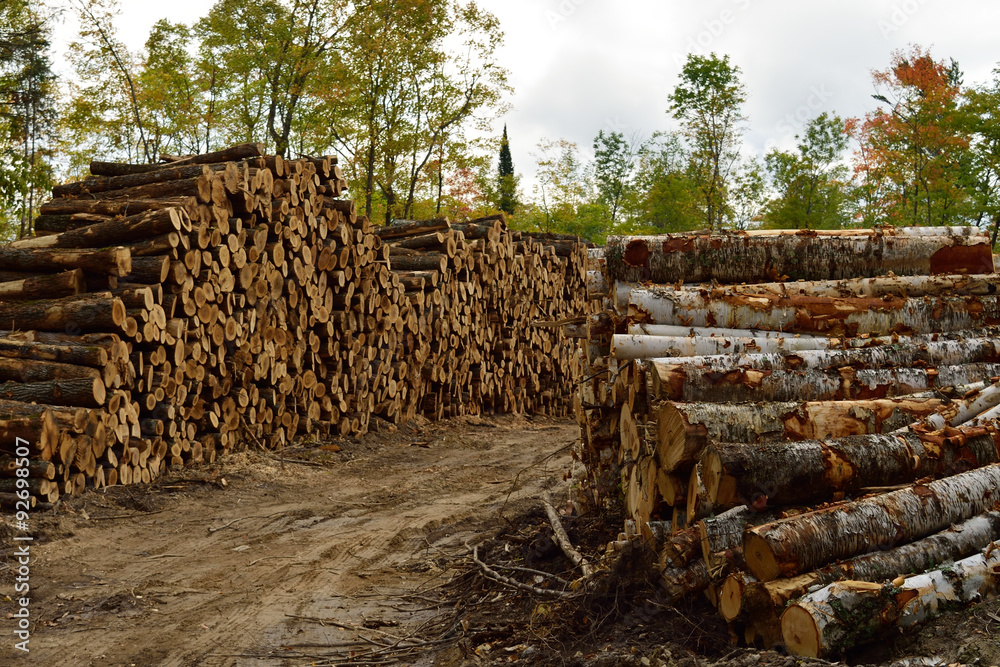 Sugar Maple (Acer saccharum) and Paper Birch (Betula papyrifera) Piled in Fall