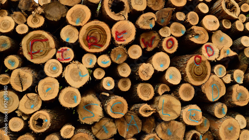 Valokuva Sugar Maple (Acer saccharum) Firewood