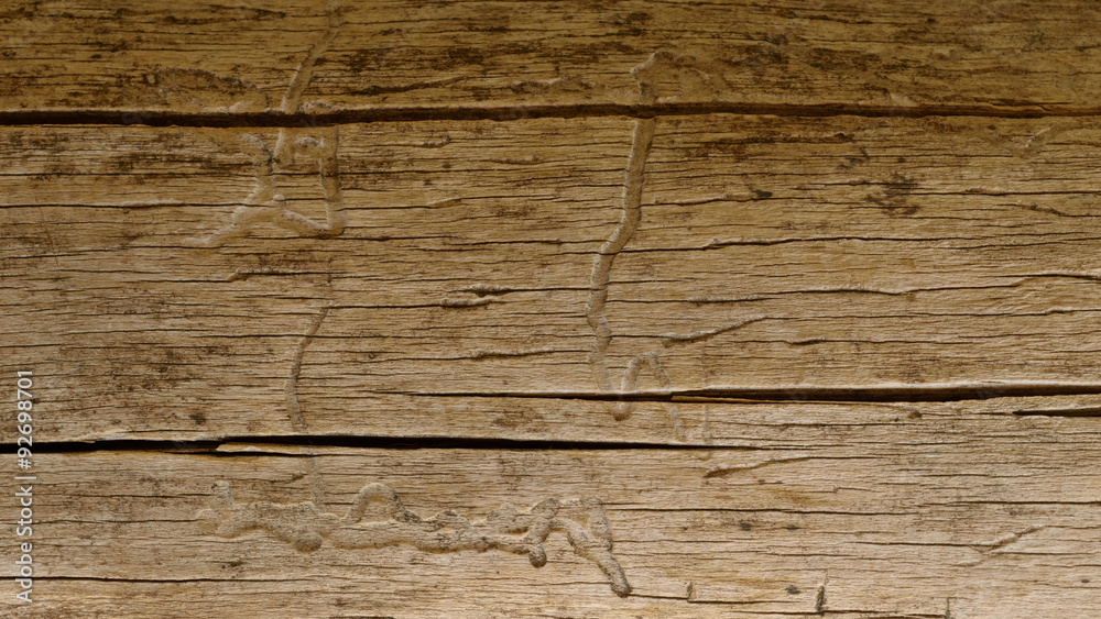 White Cedar (Thuja occidentalis) Wood with Insect Galleries White Cedar (Thuja occidentalis) Wood with Insect Galleries