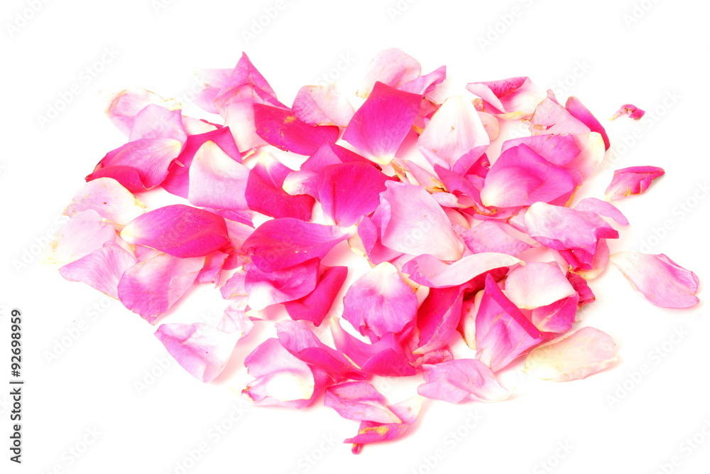 pink rose flower petals in white background