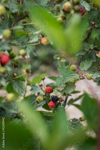 Raspberries picking at Bethlehem of Galilee photo