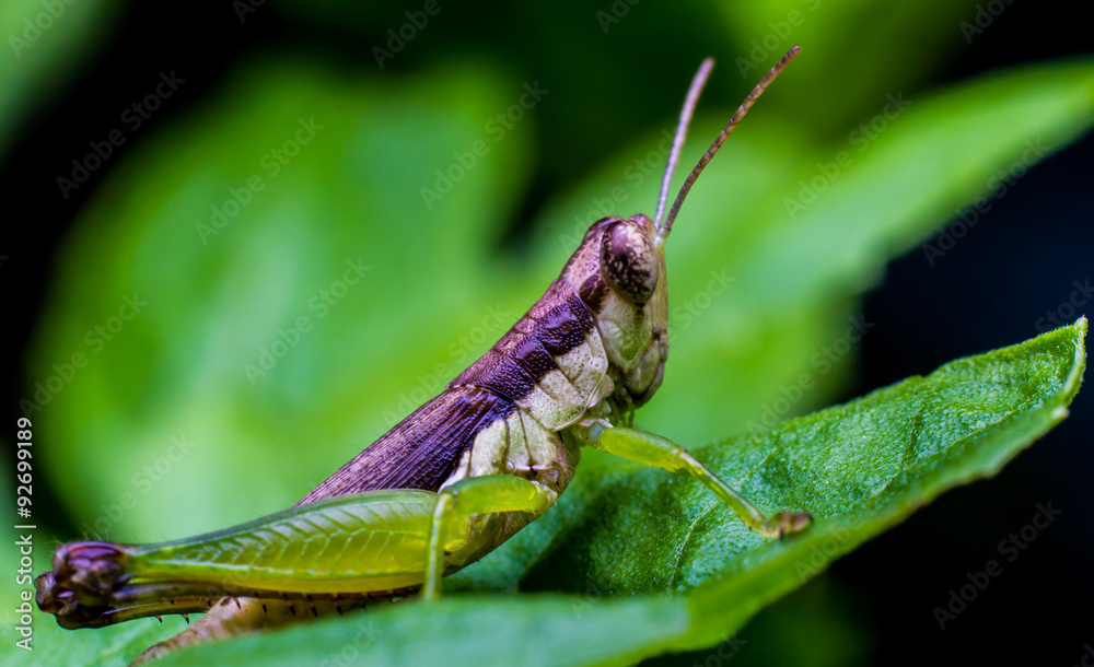 Fototapeta premium green grasshopper on stone back ground