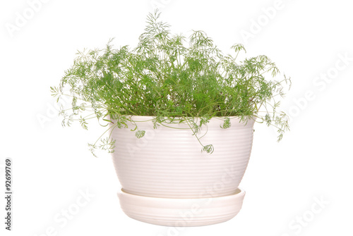 Obraz w ramie dill