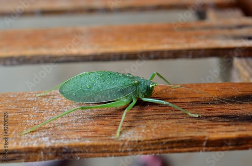Katydid bush cricket, insect resembles a leaf photo