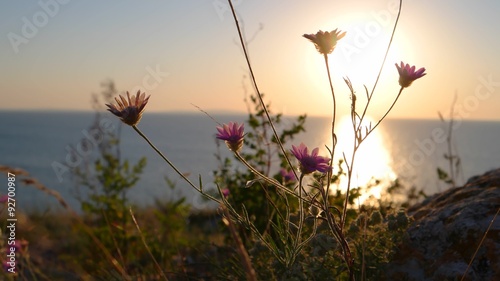 Wild flowers against sea horizon at sanset