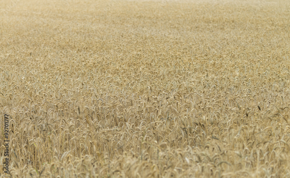 Fototapeta premium Wheat Field