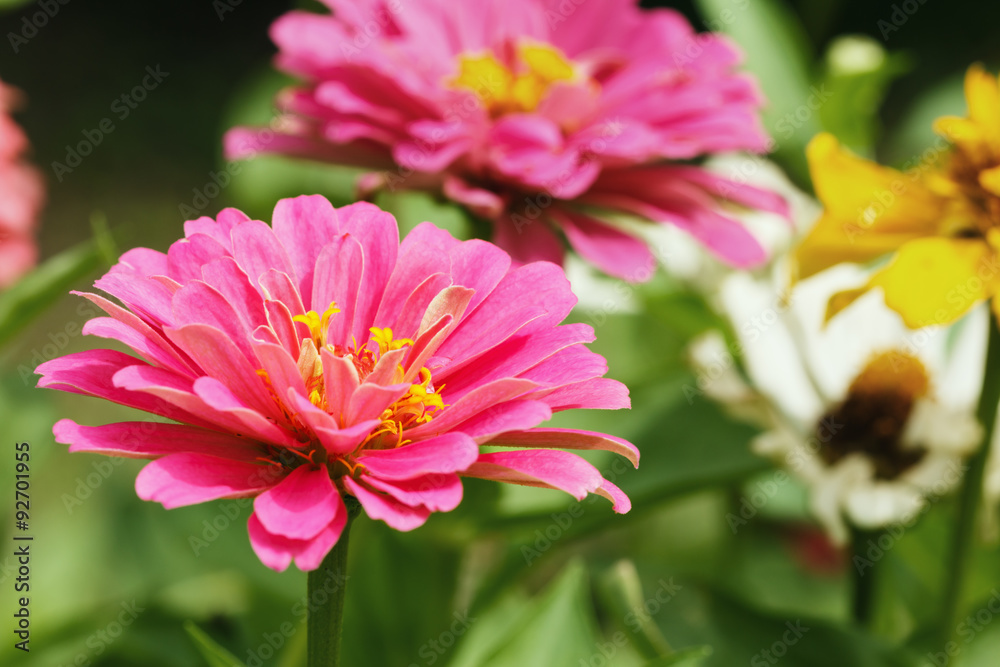 Fototapeta premium Pink floral in garden