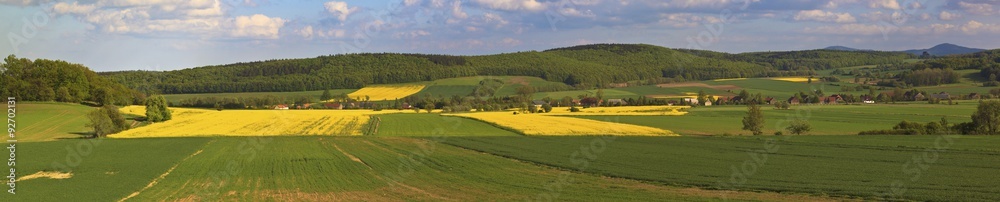 Summer landscape with yellow rape field