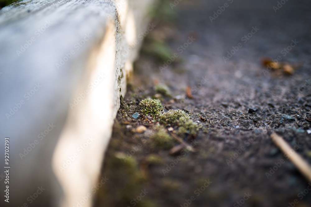 Green moss on road, selective focus with shallow depth of field. Green moss on road, selective focus with shallow depth of field.