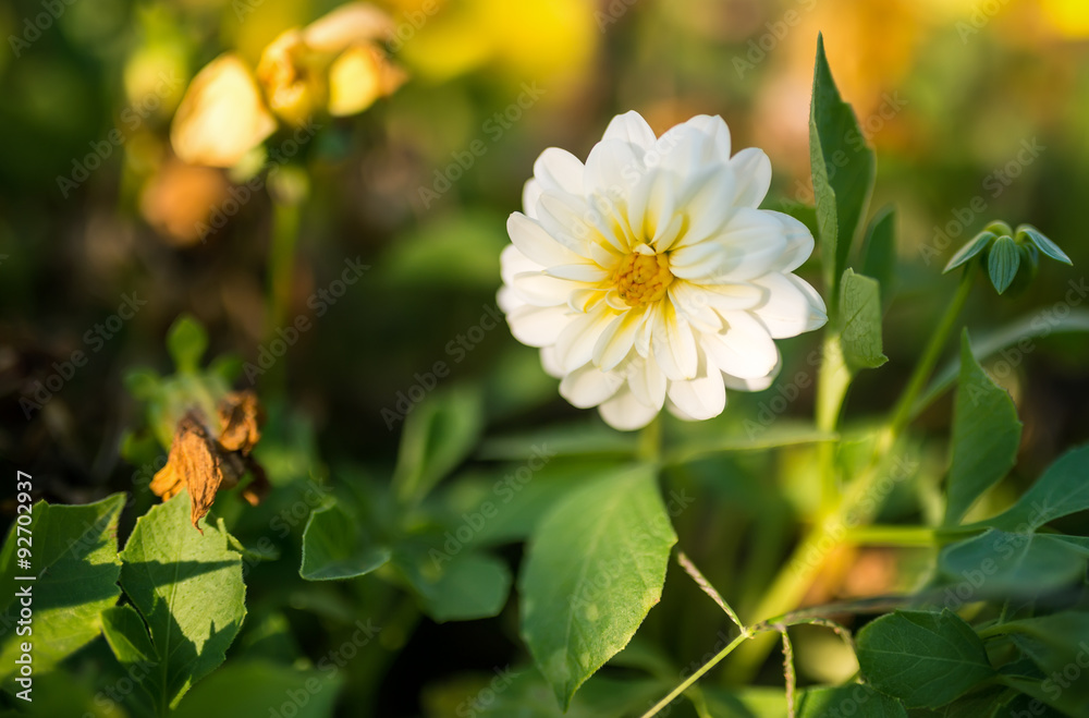 Fototapeta premium White Flower. Selective focus with shallow depth of field.