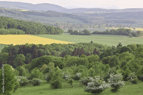 Summer landscape with yellow rape field