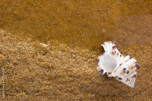 Sea shell on the sea sand