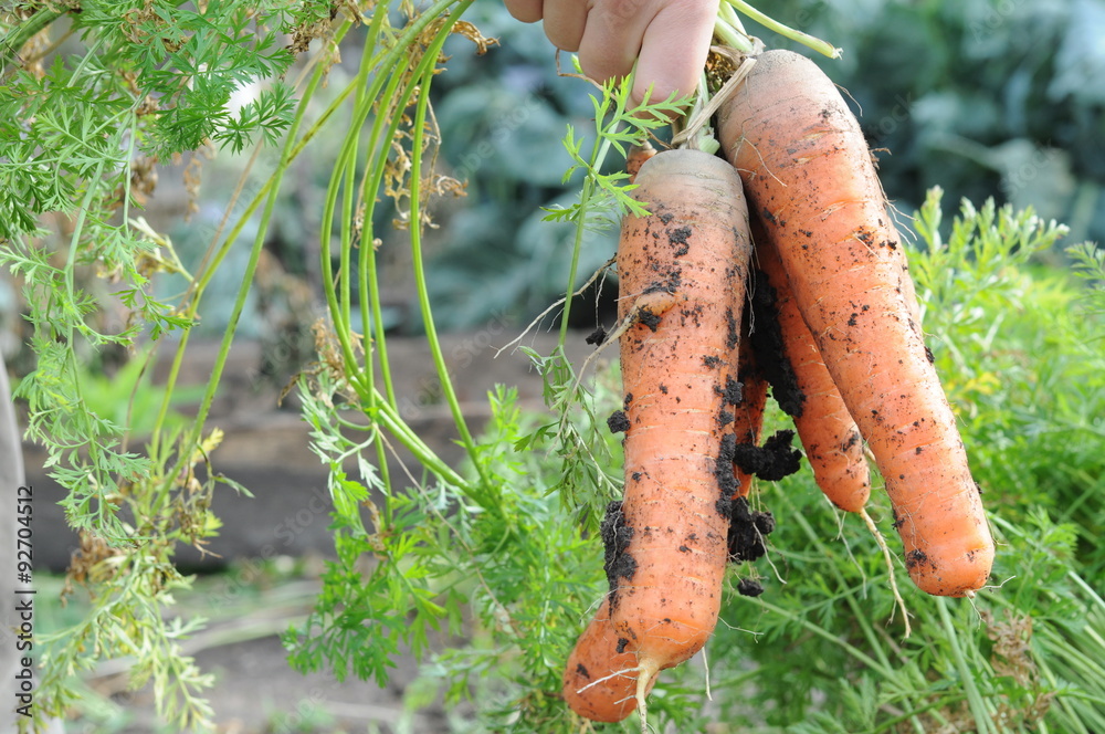 Just pulled out carrot from the ground