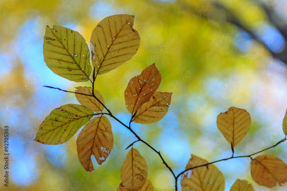 Obraz premium Autumn leaves