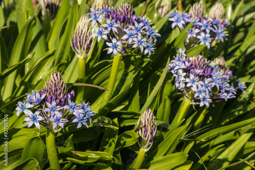 Fotografie blue scilla peruviana flowers and buds